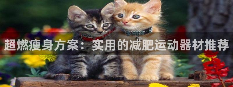 凯捷体育软件：超燃瘦身方案：实用的减肥运动器材推荐